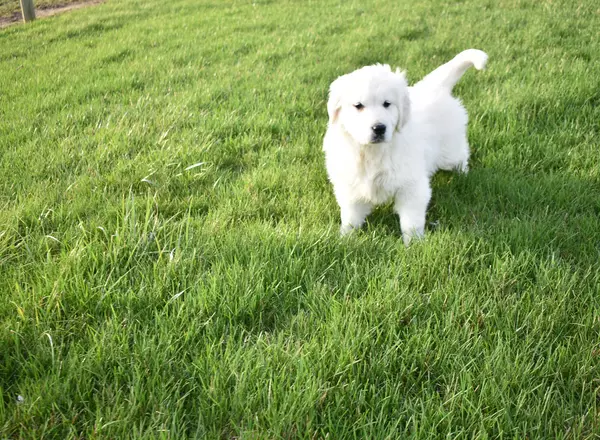 Golden Retriever - English Cream - Lily