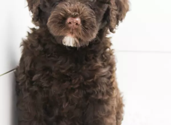 Portuguese Water Dog - Amelia-potty trained