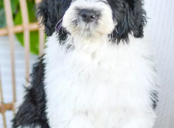 Portuguese Water Dog - Carly