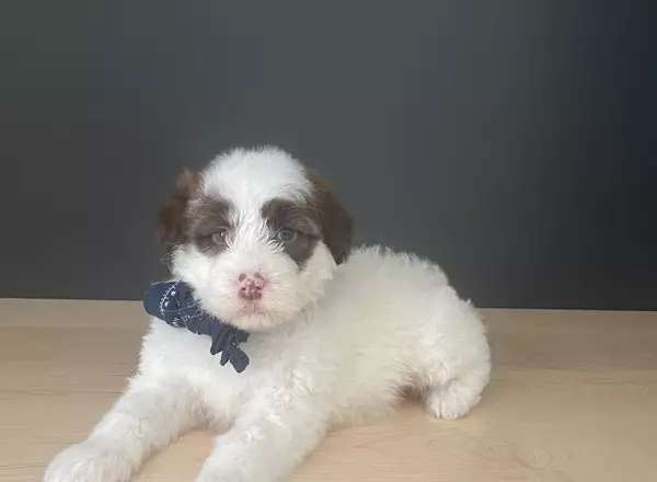 Portuguese Water Dog - Dusty