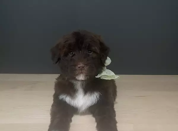 Portuguese Water Dog - Dixie