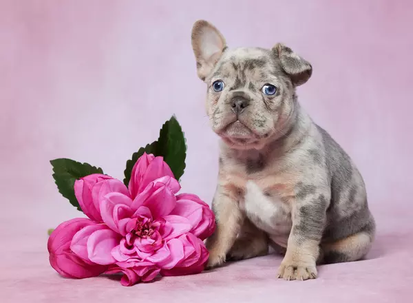 French Bulldog - Chloe