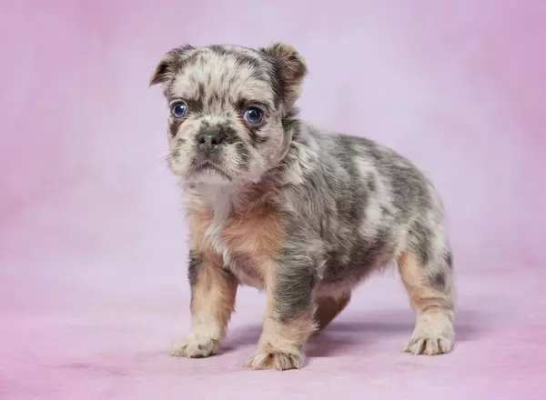 French Bulldog - Baily
