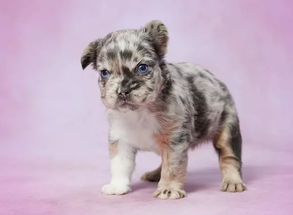 French Bulldog - Blossom