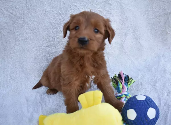 Goldendoodle - Maverick