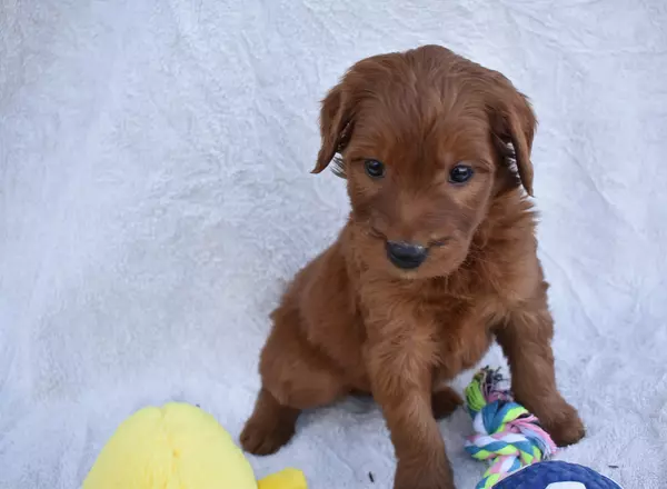 Goldendoodle - Betsy