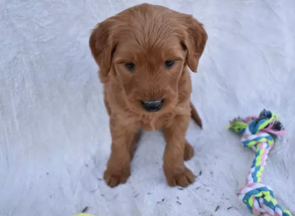 Goldendoodle - Bella