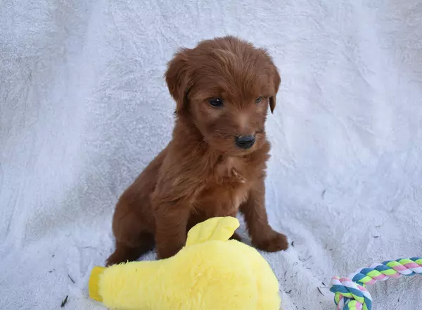 Goldendoodle - Lady