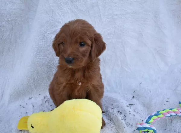 Goldendoodle - Macy