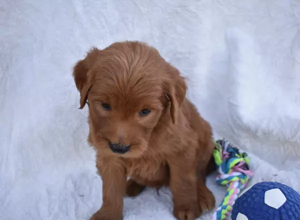 Goldendoodle - Max