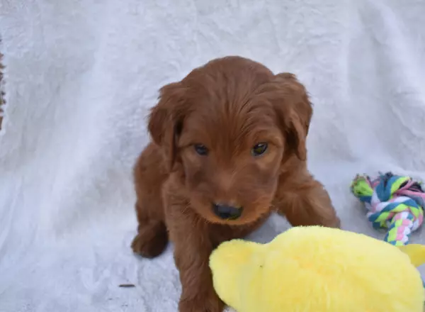 Goldendoodle - Mack