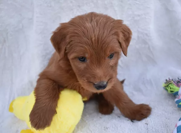 Goldendoodle - Willow