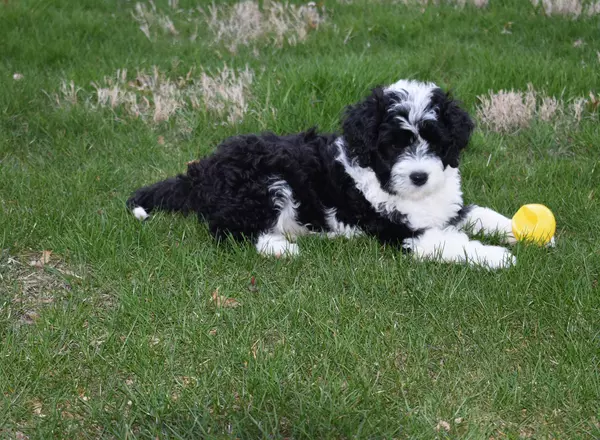 Portuguese Water Dog - Jagger