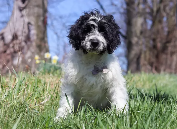Portuguese Water Dog - Charlie