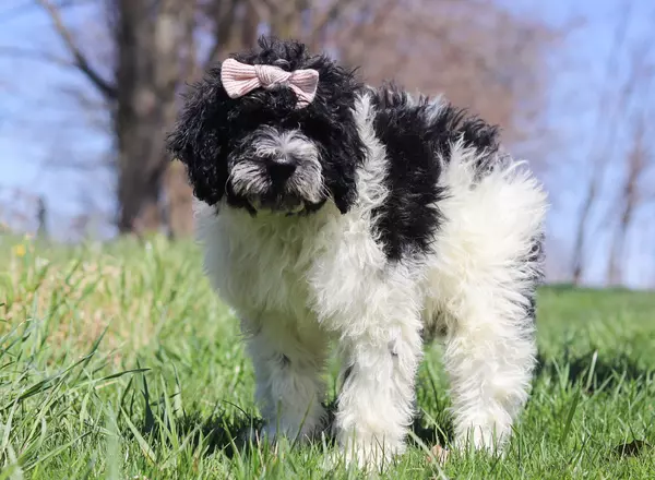 Portuguese Water Dog - Bailey