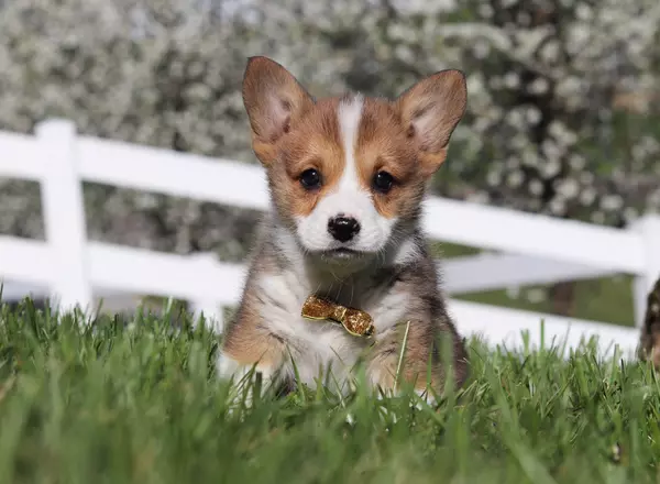 Welsh Corgi -Pembroke - Peter