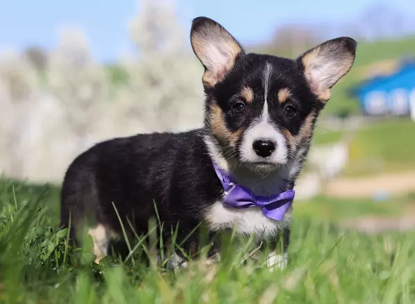 Welsh Corgi -Pembroke - Lily