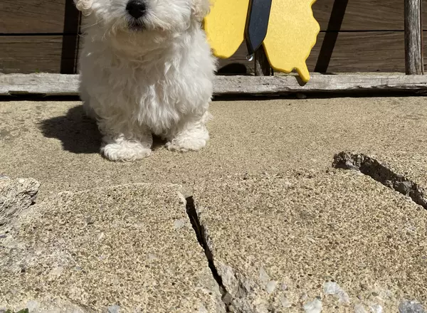 Bichon Frise - MILO