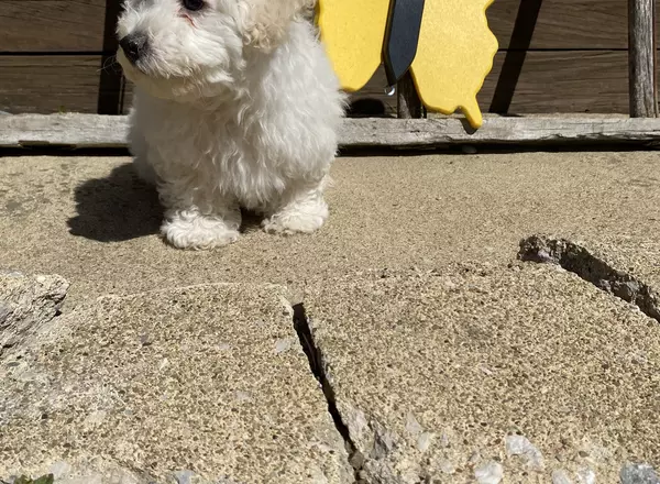 Bichon Frise - cooper