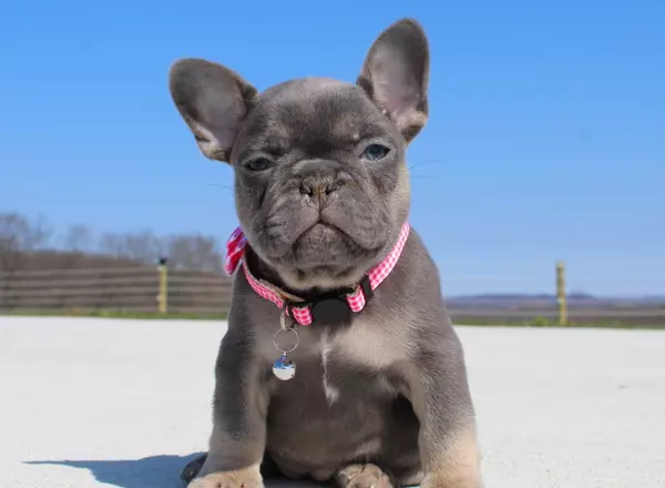 French Bulldog - Tulip