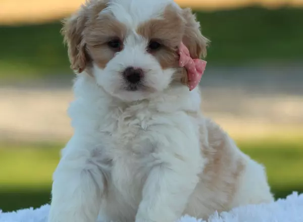 Mini Goldendoodle - Laila