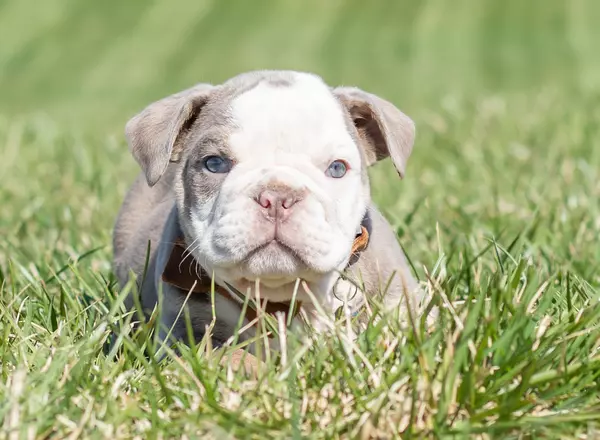 English Bulldog - Stunner