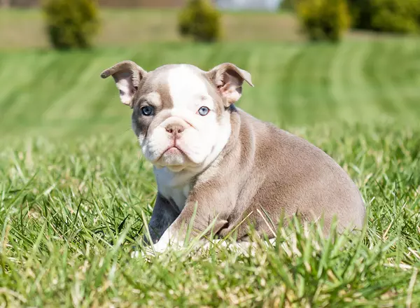 English Bulldog - Athena