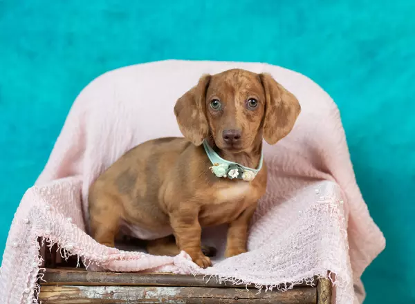 Dachshund - Zoe