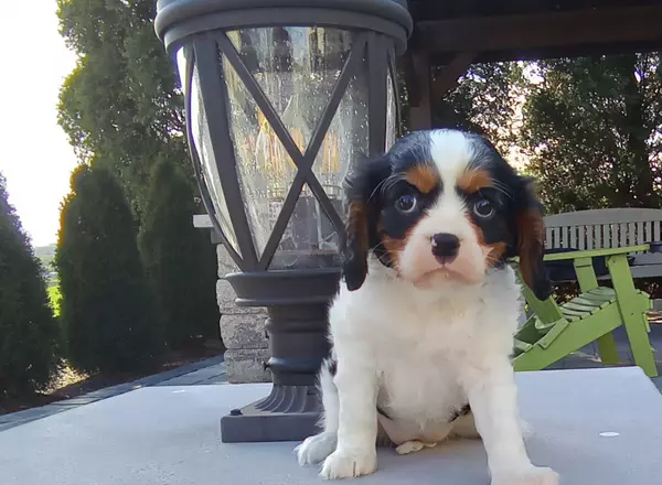 Cavalier King Charles Spaniel - Ava