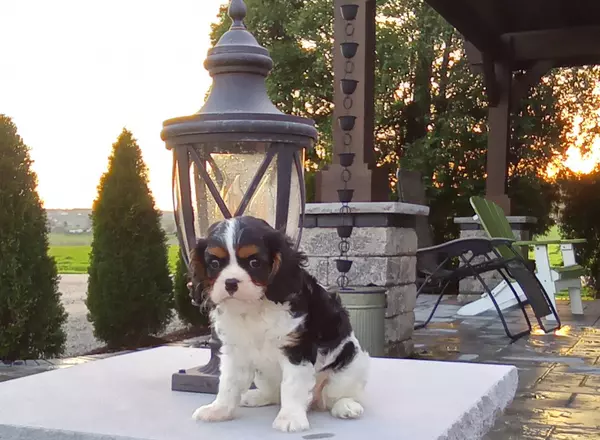 Cavalier King Charles Spaniel - Alivia