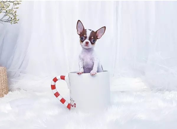 Chihuahua - Cherry