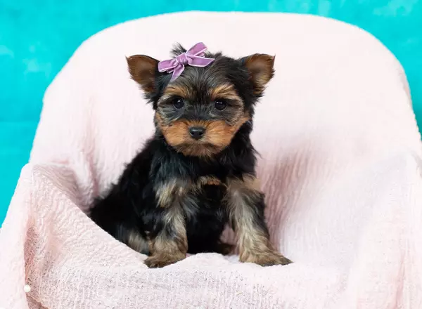 Yorkshire Terrier - Daisy
