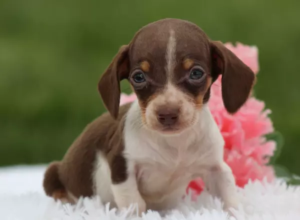 Miniature Dachshund - Nicole