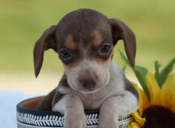 Miniature Dachshund - Norris