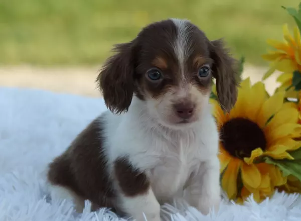 Miniature Dachshund - Nolan