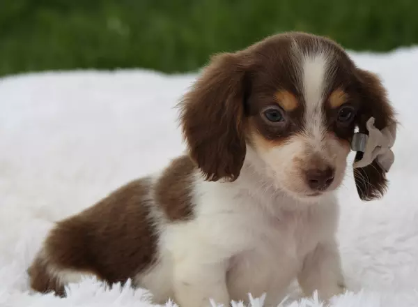 Miniature Dachshund - Nick
