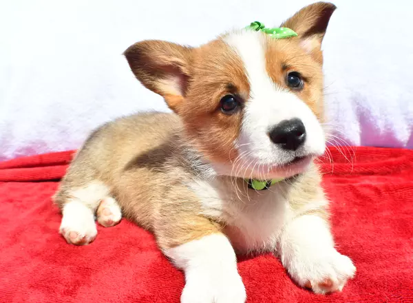 Welsh Corgi -Pembroke - Rusty