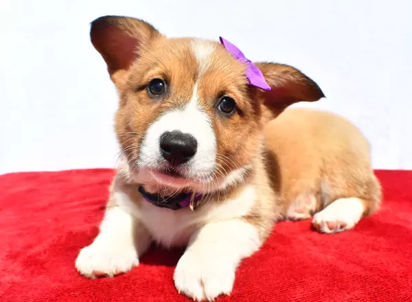 Welsh Corgi -Pembroke - Rose