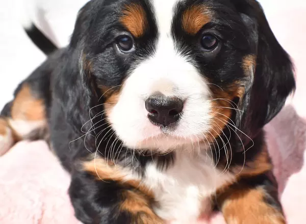 Mini Bernese Mountain Dogs - Teddy