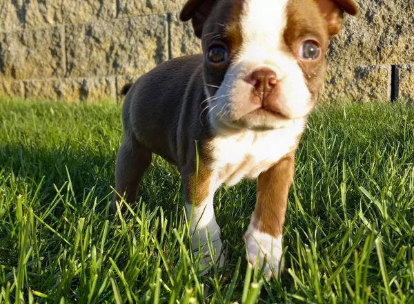 Boston Terrier - Royal