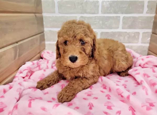 Mini Goldendoodle - CASSIDY