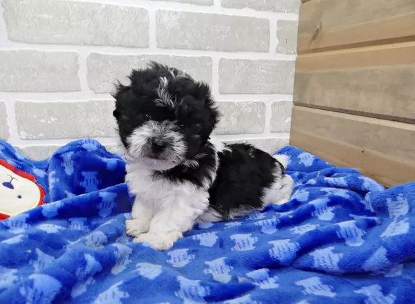 Havanese - FINLEY