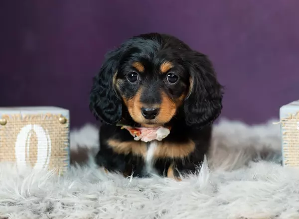 Dachshund - Fern AKC