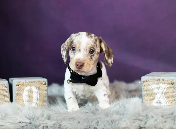 Dachshund - Wiggles AKC