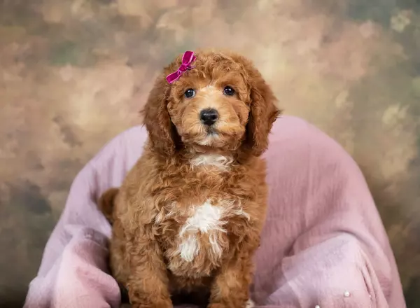 Mini Goldendoodle - Sadie