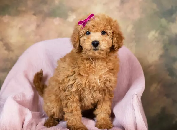 Mini Goldendoodle - Theia