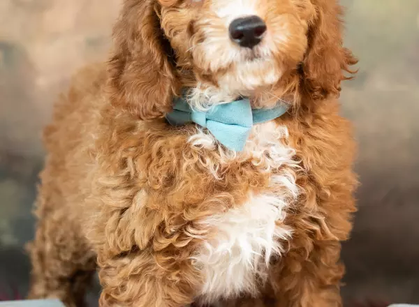 Mini Goldendoodle - Armani