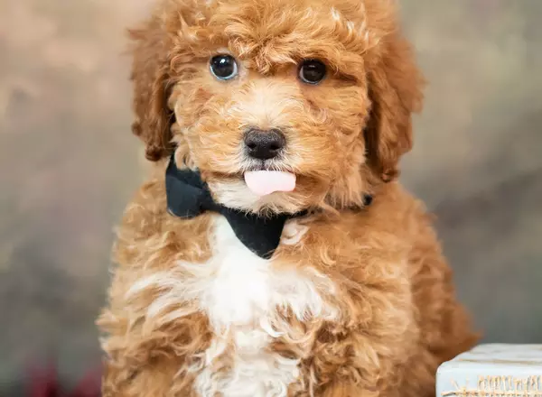 Mini Goldendoodle - Versache