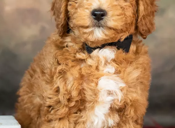 Mini Goldendoodle - Curly