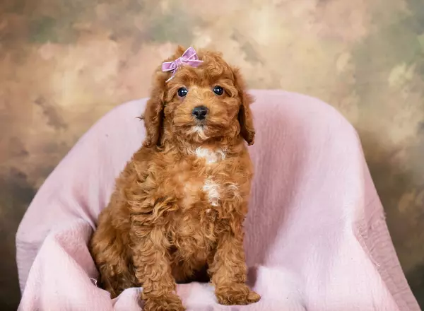 Mini Goldendoodle - Maple